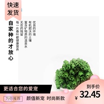Hamster honey bag Chinchilla rabbit groundhog Guinea pig forage feed Helda dried mulberry leaf crispy roll snacks 50g