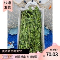 Alfalfa 2021 fresh color green leaves big and small pet universal 1000 grams full hundred