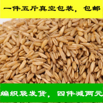 Oat rice bird food bird food brome wild wheat oatmeal budgerigar peony xuanfeng five pieces