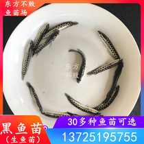 Black fish raw fish fish fish raw fish fish raw fish fish fish fish fish live large freshwater road subfish