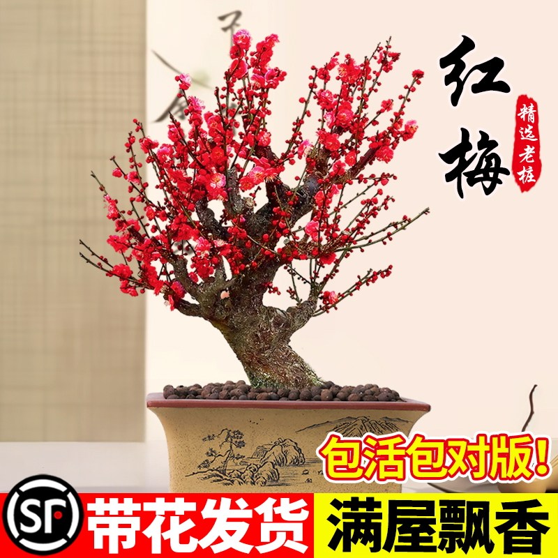 紅梅 盆栽　赤花 盆景红梅-盆景红梅促销价格、盆景红梅品牌- 淘宝