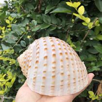 Natural oversized sea snail shells Flower Duccen snail fish tank made of scenery curly befish breeding shell Multi-meat flower pot gift swaying pieces