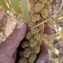 One catty of natural yellow grain ears wheat ears rabbit food hamster molars parrot snacks