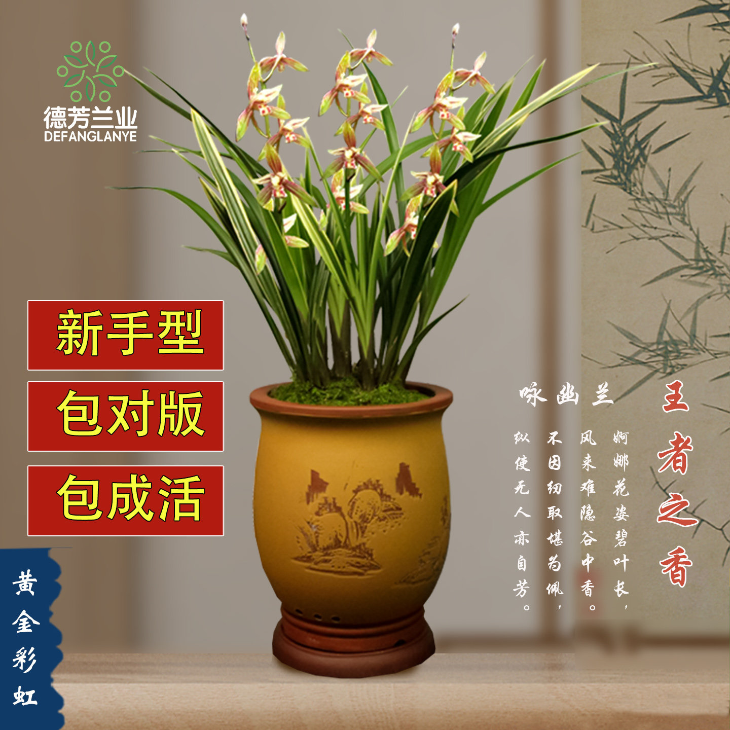 黄金彩虹兰花-黄金彩虹兰花促销价格、黄金彩虹兰花品牌- 淘宝