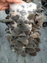Northeast fungus black fungus dry goods autumn fungus special grade Changbai Mountain dry fungus
