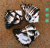 Natural conch shell black zebra bone snail fish tank aquarium aquarium landscape hermit crab replacement shell home decoration ornaments