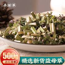 Motherwort dried freshly soaked in water to drink tea and soaked feet wrapped with motherwort soup