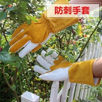 Anti-stab gloves female rose prick rose garden flower planting pruning garden gardener gardening pulling tools