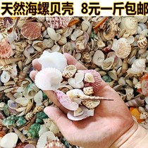 Natural shell conch fish tank landscaping color kindergarten handmade floating bottle decoration mixed hermit crab replacement shell