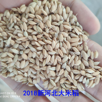 Northeast selected feeding chicken rice Rice rice with Shell millet chicken feed 50kg chicken eat grain chicken duck goose pigeon