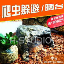 Tortoise lizard evades caves hidden rest imitation rock evades turtle nest reptiles to avoid caves