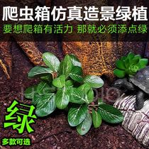 Simulation of green planting reptile box Lu tortoise lizard lizard frog palate with view forcing real fake plant building decoration with base