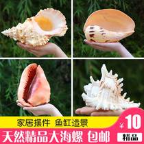 Natural super large conch shell shell coral ornaments fish tank landscaping home living room decoration four famous snail collection