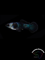 Panda boutique peacock fish tropical fish small fish living ears