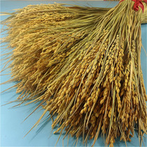 Natural Dry Flowers Real Rice Ears Home Furnishing Art Dry Flowers Will Show The Props Rice Ears Wheat Ears Dry Flowers