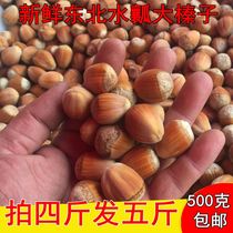 Hazelnut fresh northeast hazelnut green skin 2021 New nuts with skin water kernels four catties to send one catty