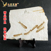 Special price to buy Western Liaoning natural wolffin fish fossil fish paleontological animal fossils