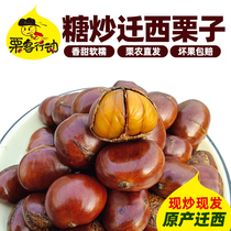 Chestnut action (super-large chestnut) selected Qianxi cooked chestnut super-enjoyable sweet and sweet sugar fried chestnut
