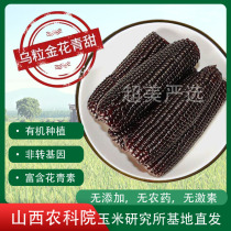 Black grain golden flower green sweet corn Shanxi Academy of Agricultural Science Corn Research Institute Non-GMO black corn fresh 10