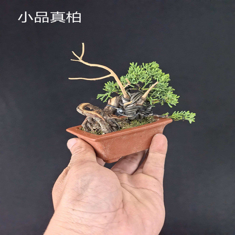 黄金真柏-黄金真柏促销价格、黄金真柏品牌- 淘宝