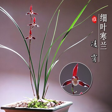 矮种寒兰带花苞-矮种寒兰带花苞促销价格、矮种寒兰带花苞品牌- 淘宝