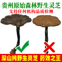  Guizhou pure wild purple Ganoderma lucidum premium dry goods Whole natural pruning non-Changbai Mountain Nyingchi one kg can be sliced