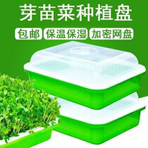 Bean sprouts seedling tray Soilless cultivation hydroponic vegetable planting plate sprouting pot sprouts planting plate Bean seedling plate Bean seedling plate