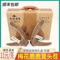 Jilin Mayflower Deer Antler Dry Whole Branches Gift Box Loaded Headstubble Two Bars Antler Slice of Infused Wine Medicinal Herbs Health Nourishing