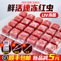 Frozen red worm fish feed Fengnian shrimp Daphnia Red red worm Arhat fish feed Niuxin Burger Colorful angelfish food