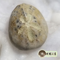 1 83cm Moroccan sea urchin fossil with small box