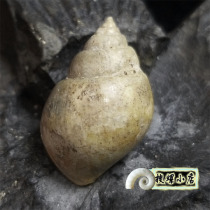 Japanese Amoy scallop fossils