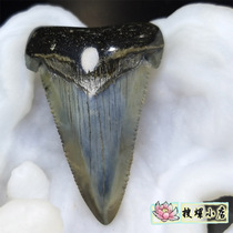 4 55cm ancient giant behemoth tooth fossils
