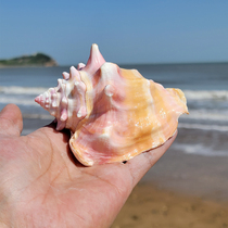 Natural big shell big conch Rouge snail rose fish tank coral landscape give birthday gift conch specimen