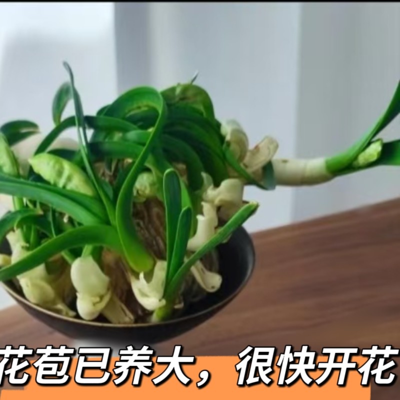 椿 水仙3球 漳州水仙雕刻种球-漳州水仙雕刻种球促销价格、漳州水仙雕刻种球品牌- 淘宝
