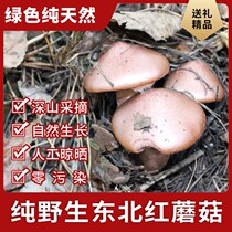 Northeast specialty Changbai Mountain wild pine mushroom dry red mushroom pine umbrella mushroom mushroom mountain bulk 500g