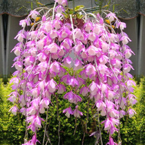 (Flying Beads of Splash Jade Board Plant) to raise raw non-dendrobium dendrobium dendrobium fresh dendrobium dendrobium dendrobium dried flowers