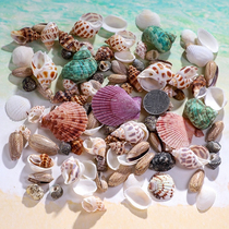 Natural shell fish tank landscaping Small conch shell handmade decorative painting specimen roll shellfish hermit crab crafts starfish