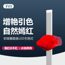 Sub-white parrot fish special color guide light Aquarium diving fish tank light led waterproof professional light brightening Red