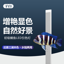 Sub-White three lakes cichlid fish special color lantern fish tank light led waterproof professional carved fish Three Lakes fish to increase color hair color