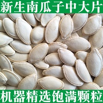 New raw pumpkin seeds in large shelled light plate raw pumpkin seeds Inner Mongolia specialty bulk a piece of 5 pounds