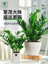Money tree potted cash cow Big money skewer Office living room indoor desktop green plants and flowers leaf view good nutrition
