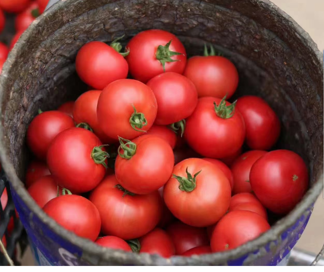 Xiafei fruit tomatoes eat raw fresh natural ripe tomatoes are rich agricultural tomatoes delicious two pounds of fruit