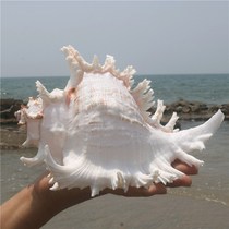 Natural big shell decoration White thousand hand snail home furnishings conch landscape aquarium fish tank big decorative shell