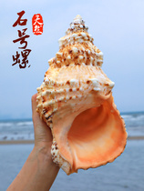 Stone snail natural big conch shell snail Golden Frog snail home decoration fish tank coral landscape
