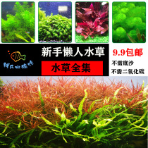 Lazy aquatic plants sink bottom small fish tank fresh water does not need bottom sand aquatic grass mud green chrysanthemum centipede grass planting real aquatic plants to increase oxygen
