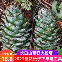 Northeast wild pine cones Changbai Mountain fresh pine tower with pine nuts squirrel grain decoration pine cone super large red pine Tower new goods
