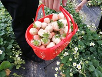 Strawberry blue seed portable plastic fruit basket Strawberry Basket Mulberry Cherry Bayberry picking basket 2kg 5kg