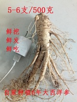 Fresh American ginseng 5 pieces 1kg 500g Changbai Mountain 6 years fresh American ginseng soak in water