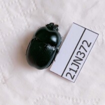 Popular science teaching photography Insect beetle specimen wet insect unfinished posture dung beetle Zhejiang 21JN372
