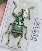 Agriculture and forestry science teaching photography insect beetle specimen weevil Indonesia 21MY169